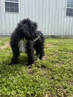 Coop, a male Miniature Aussiedoodle for sale in Lebanon, MO – 10 of 10