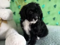 Coop, a male Miniature Aussiedoodle for sale in Lebanon, MO – Photo 2 of 10