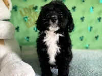 Coop, a male Miniature Aussiedoodle for sale in Lebanon, MO – Photo 5 of 10