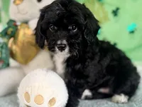 Coop, a male Miniature Aussiedoodle for sale in Lebanon, MO – Photo 6 of 10