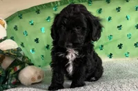Coop, a male Miniature Aussiedoodle for sale in Lebanon, MO – Photo 9 of 9