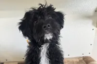 Coop, a male Miniature Aussiedoodle for sale in Lebanon, MO – 4 of 10
