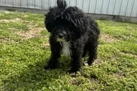 Coop, a male Miniature Aussiedoodle for sale in Lebanon, MO – 9 of 10