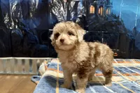 Junie B, a female Miniature Aussiedoodle for sale in Lebanon, MO – 10 of 10
