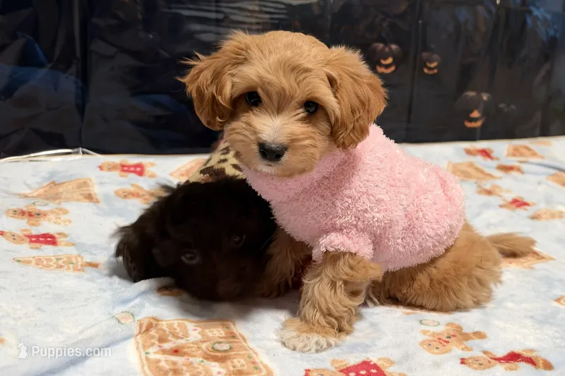 Ginger – Shihpoo puppy for sale in Lebanon, MO