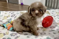 Max, a female Aussiedoodle for sale in Lebanon, MO – 6 of 10
