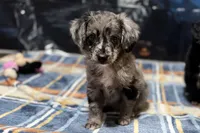 Clamity Jane, a female Miniature Aussiedoodle for sale in Lebanon, MO – 3 of 4