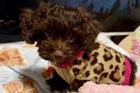 Boots, a female Shihpoo for sale in Lebanon, MO – 4 of 10