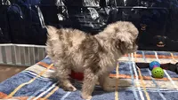 Junie B, a female Miniature Aussiedoodle for sale in Lebanon, MO – 3 of 10