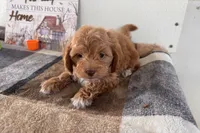 Ozzy, a male Shihpoo for sale in Lebanon, MO – 7 of 7