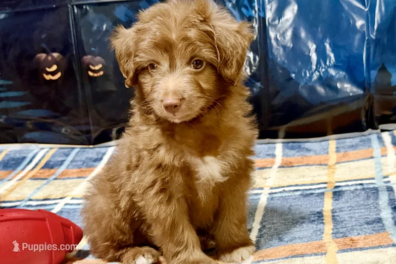Coco – Miniature Aussiedoodle puppy for sale in Lebanon, MO