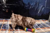Junie B, a female Miniature Aussiedoodle for sale in Lebanon, MO – 8 of 10