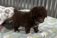 Trigger , a male Miniature Aussiedoodle for sale in Lebanon, MO – 9 of 9