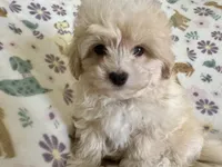 Alfie, a male Havapoo for sale in Lebanon, MO – Photo 7 of 10