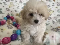 Alfie, a male Havapoo for sale in Lebanon, MO – Photo 9 of 10