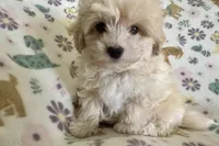 Alfie, a male Havapoo for sale in Lebanon, MO – Photo 6 of 10