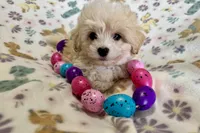 Alfie, a male Havapoo for sale in Lebanon, MO – Photo 2 of 10