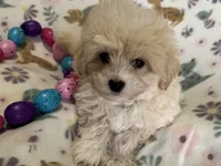 Alfie, a male Havapoo for sale in Lebanon, MO – Photo 5 of 10