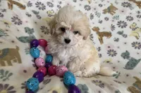 Alfie, a male Havapoo for sale in Lebanon, MO – Photo 10 of 10