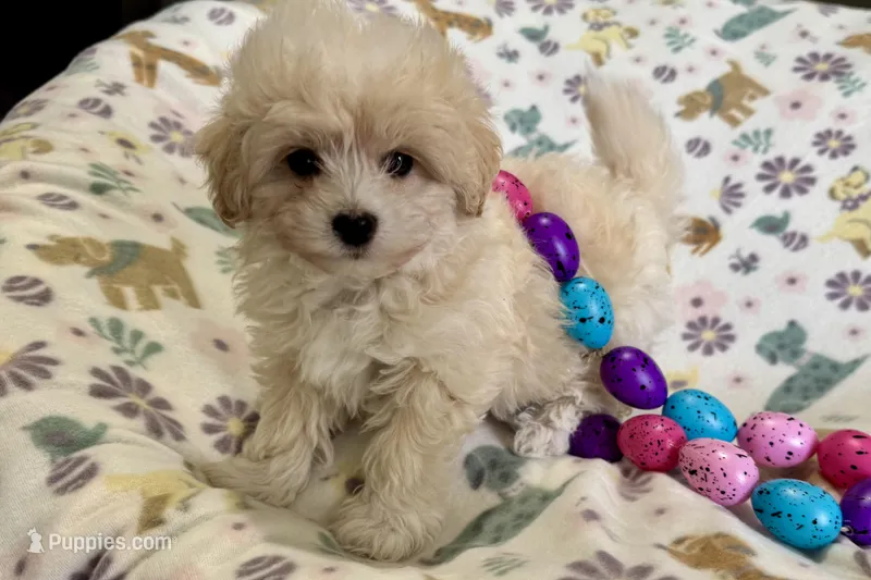 Alfie – Havapoo puppy for sale in Lebanon, MO