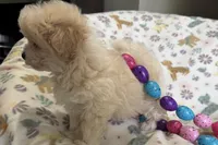 Alfie, a male Havapoo for sale in Lebanon, MO – Photo 3 of 10