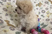 Alfie, a male Havapoo for sale in Lebanon, MO – Photo 4 of 10