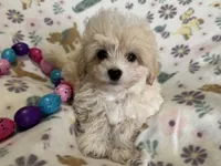 Alfie, a male Havapoo for sale in Lebanon, MO – Photo 8 of 10