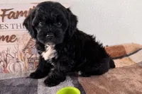 Reo, a male Shihpoo for sale in Lebanon, MO – 3 of 10