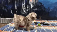 Junie B, a female Miniature Aussiedoodle for sale in Lebanon, MO – 5 of 10