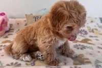 Ginger, a female Shihpoo for sale in Lebanon, MO – 8 of 10