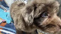 Mini, a female Aussiedoodle for sale in Lebanon, MO – 6 of 10