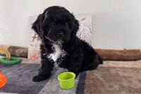 Reo, a male Shihpoo for sale in Lebanon, MO – 7 of 10