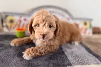 Ozzy, a male Shihpoo for sale in Lebanon, MO – 3 of 7