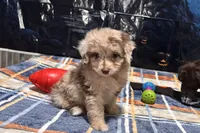Junie B, a female Miniature Aussiedoodle for sale in Lebanon, MO – 4 of 10