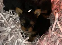 Merry, a female Yorkshire Terrier for sale in Lebanon, MO – Photo 2 of 2