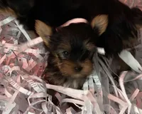 Merry, a female Yorkshire Terrier for sale in Lebanon, MO – Photo 1 of 2
