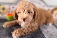 Ozzy, a male Shihpoo for sale in Lebanon, MO – 2 of 7