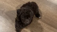 Luna, a female Miniature Aussiedoodle for sale in Lebanon, MO – 5 of 10