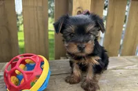Dandi, a male Yorkshire Terrier for sale in Lebanon, MO – 5 of 10