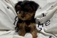 Jax, a male Yorkshire Terrier for sale in Lebanon, MO – 3 of 10