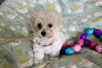 Bitsy, a female Havapoo for sale in Lebanon, MO – Photo 5 of 10