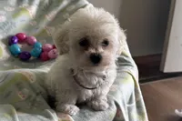 Bitsy, a female Havapoo for sale in Lebanon, MO – Photo 9 of 10