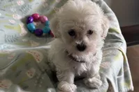 Bitsy, a female Havapoo for sale in Lebanon, MO – Photo 8 of 10