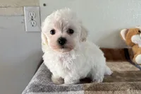 Bitsy, a female Havapoo for sale in Lebanon, MO – Photo 6 of 10