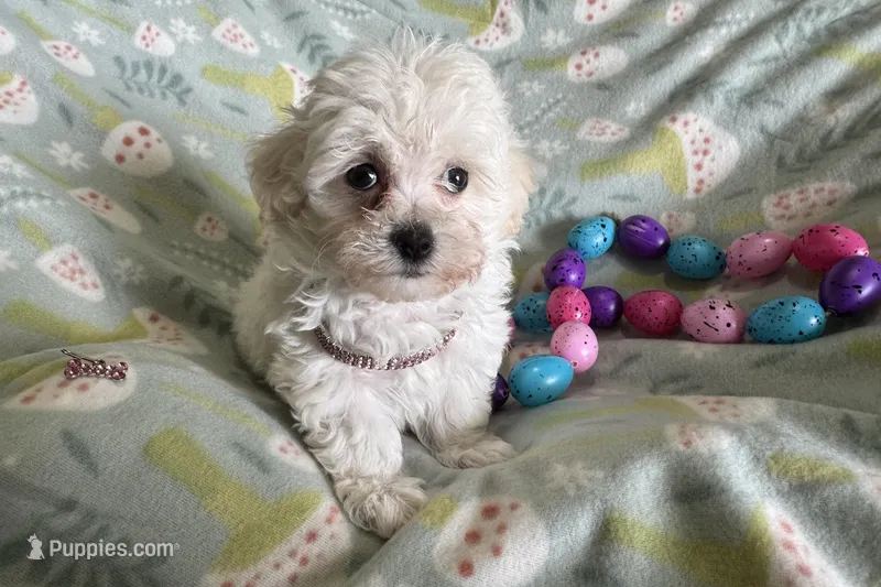 Bitsy – Havapoo puppy on hold in Lebanon, MO