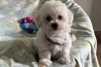 Bitsy, a female Havapoo for sale in Lebanon, MO – Photo 7 of 10