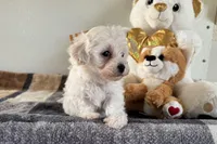 Bitsy, a female Havapoo for sale in Lebanon, MO – Photo 3 of 10