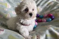 Bitsy, a female Havapoo for sale in Lebanon, MO – Photo 2 of 10