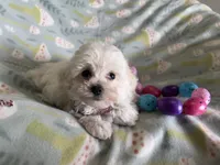 Bitsy, a female Havapoo for sale in Lebanon, MO – Photo 4 of 10