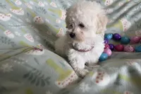 Bitsy, a female Havapoo for sale in Lebanon, MO – Photo 10 of 10